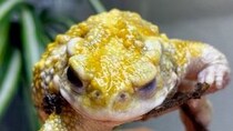 「まってたぜヒーロー」「ゴジラを倒しに来た？」　カッコよすぎるカエルに3.4万人の目が釘付け