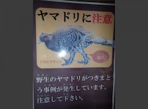野生の鳥がストーカーに？　事情が気になる「つきまとい注意」看板、設置の経緯を聞いてみた