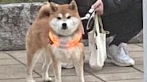 道の向こうに〝メチャかわ柴犬〟いると思ったら...　愛おしすぎる展開に3万人共感「クソわかる」