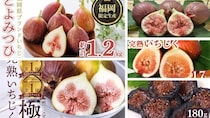 「びっくりするくらいに美味しい」「今までで一番」　ふるさとチョイスで人気の【いちじく】トップ5
