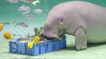 「ディズニープリンセスすぎる」　鳥羽水族館の〝アイドル〟の食事シーンが尊くて...1.1万人うっとり