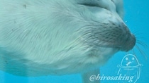 ふわふわ赤ちゃんアザラシのお顔がガラスにムニュ～　伊勢シーパラダイスで激写された貴重な1枚に2.1万人夢中