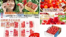 甘酸っぱい初夏の味を楽しむなら　ふるさとチョイスで人気の【さくらんぼ】トップ5
