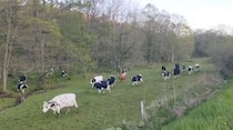 放牧中の牛たちに「帰るよ」と声をかけたら→「すごい」「とても賢い」　9.1万人が驚嘆した酪農家の日常