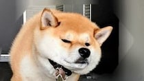 「月曜日の朝の私かと思いました」「鋼の意志を感じる」　玄関で発動した〝拒否犬〟に2.7万人ほっこり