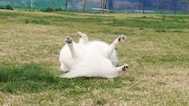 「盛大に好きなように過ごしてますね」 自由すぎる犬たちの〝フリーダムドッグラン〟に1.9万人ほっこり