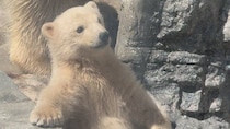 「白くてでっかいテディベア」「とんでもない可愛さ」　赤ちゃんシロクマの〝ぬいぐるみ感〟に8.8万人もん絶