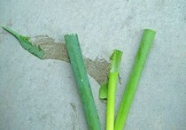 ネギの青い部分は危険...農家の注意喚起が話題に　　「バナナの皮より100倍滑る」