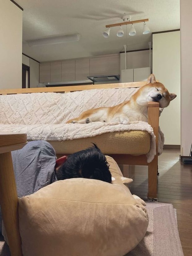 遊び疲れてスヤスヤ（しばわんこ（＠48dogchat1mame2）さんの投稿より、再掲）