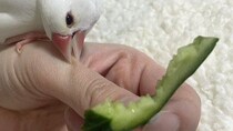 目の前には大好物、なのに...「どうして」　文鳥さんの理不尽すぎる行動に2万人笑う