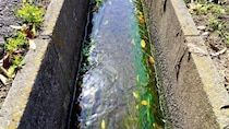 勢いよく水が流れる側溝に手を突っ込んだ男子生徒　気が動転した私は（山梨県・50代女性）