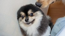 ポメラニアンが初めて大型犬に出会うと→〝アザラシ化〟　猛烈なビビりっぷりに1.6万人もん絶