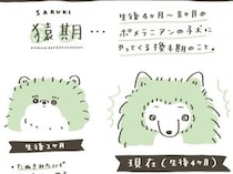期間限定のかわいさ...！　ポメラニアンの子犬にやってくる「猿期」、マジで「お猿さん」すぎて愛おしい