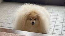 夏が近づくと現れる〝妖怪〟激写される　玄関に鎮座する姿に「けうけげんだ」「もふもふ...」の声