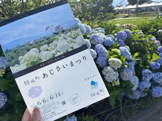 開成町あじさいまつり、開催中(筆者撮影、以下同)