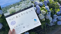 のどかな田園風景と5000株のあじさいにメ～ッチャ癒やされた！　「あじさい池」も圧巻の神奈川・開成町あじさいまつり現地レポ【～6／14】