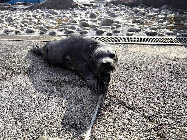 9日に誕生したゼニガタアザラシの赤ちゃん（提供：横浜八景島）