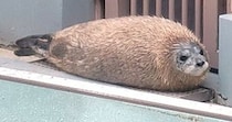 赤ちゃんアザラシの換毛期はほぼ「エビフライ」　キャラ弁に入れたくなっちゃう可愛さです