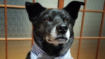 飼い主お手製「ファッションアイテム」で超誇らしげ　凛々しい〝ジェントルわん〟に1.5万人喝采