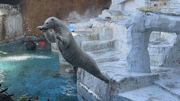 真っ直ぐなフォームも(天王寺動物園提供)