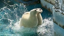 「なんて見事なフォーム」「丸みがおもろい」　大阪・天王寺動物園【ホウちゃん】のユニークダイブに1.2万人歓声