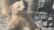 「白くてでっかいテディベア」「とんでもない可愛さ」　赤ちゃんシロクマの〝ぬいぐるみ感〟に8.8万人もん絶