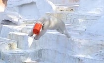 ホッキョクグマの不思議行動激写される　自らバケツを頭に被りプールへダイブ...一体なぜ？飼育員に聞く