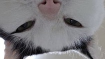 朝起きたら眼前に「あまりにもいい顔」　猫によるモーニングサービスに3.5万人羨望「幸せかよ」「絶景ですね」