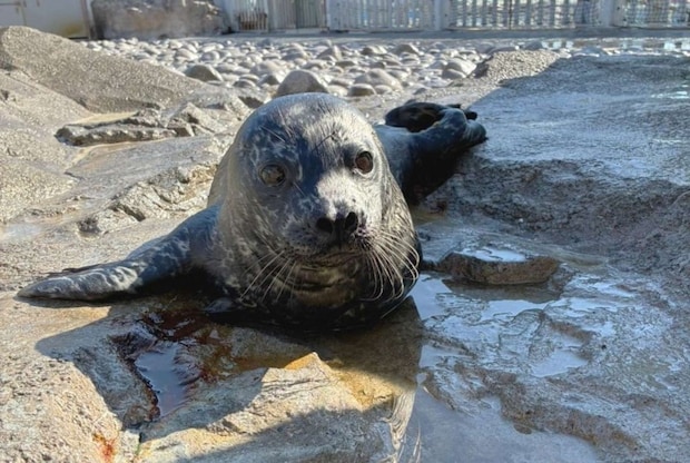 6月16日に誕生したゼニガタアザラシの赤ちゃん（提供：横浜八景島）