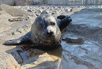 横浜・八景島シーパラダイスで「ゼニガタアザラシ」赤ちゃん2頭目誕生　母は「ウニ」、父は「ホタテ」