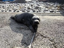 横浜・八景島シーパラダイスで「ゼニガタアザラシ」赤ちゃん誕生　母は「ワサビ」、父は「ホタテ」