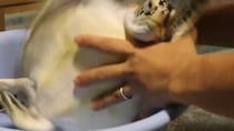 〝子ガメの体重測定〟が激しすぎて「かわいい」「ジワる」　三重・道の駅ウミガメ公園のポストに10万人破顔