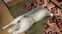 もうシベリアには帰れません...　コタツの魅力を知ってしまったハスキー犬がこちらです