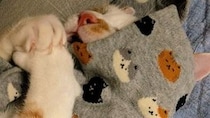 出勤の支度をしていたら→愛猫が〝まさかの行動〟　「かわいすぎます」と3.2万人もん絶