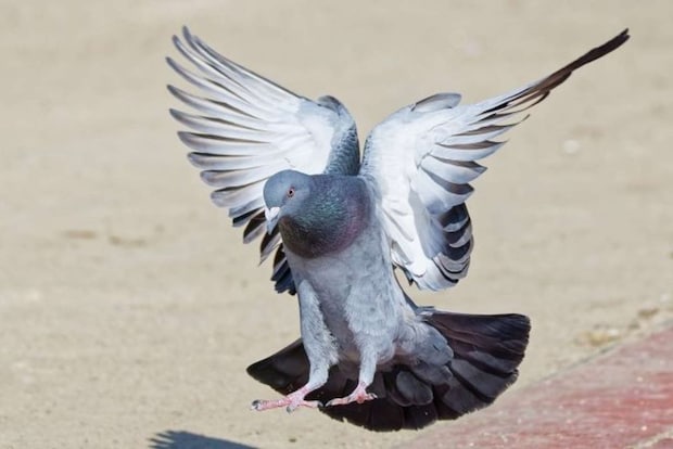 解放された鳩は飛び去って行き...（画像はphotoAC）