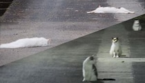 「暑さでとけてしまった猫」が激写される　大丈夫？と思うけど...夜になると「ムクッ」
