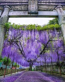 まるで鬼滅の「藤襲山」だ...　佐世保・藤山神社に咲く藤が、恐ろしいほど美しい