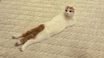 うつ伏せなの？仰向けなの？どっちなの？　猫の〝奇妙なポーズ〟に8.8万人困惑「どこがなに」「芸術の域」