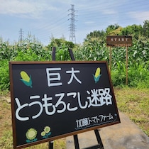 「30分は出てこられません！」　東京23区内とは思えない...〝巨大とうもろこし迷路〟今年もオープン【7/4～予定】