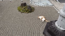 神社のお庭に、看板猫がねっころがると...爆誕した〝枯にゃん水〟に2.6万人魅了される　「めっちゃかわいい」「癒されます！」