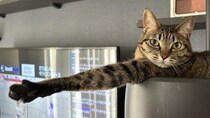 「ナーフ不可避」「バカ強そうでウケる」　強烈な〝しゃがみ中パンチ〟魅せたニャンコが1万人をKO
