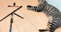 世界で一番〝ネコ〟ですわ...　あまりにも見事なネコに、ネット民大はしゃぎ「神かと思った」