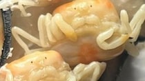 牡蠣の殻を開いたら...中から〝ヤツら〟がコンニチハ　衝撃光景に吃驚「こんなにいるのかッ！？」
