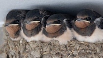 空き家から聞こえてくる「キュピキュピ」音　カメラを向けると...渋滞していた可愛さに1.1万人もん絶
