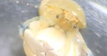 【速報】ヤドカリの赤ちゃん、初めての引越し成功　決定的瞬間に1.9万人喝采
