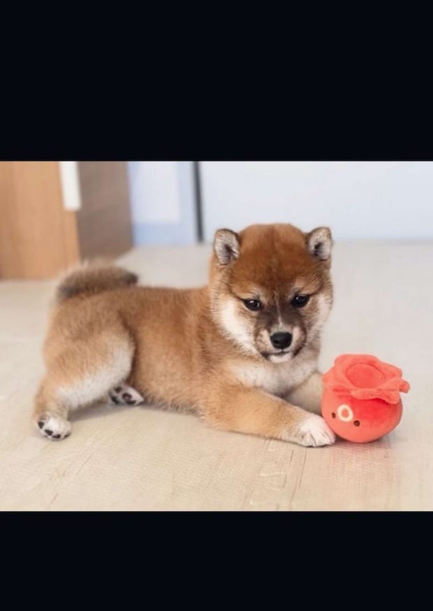 かつては小っちゃく（＠shiba_tukuneさんの投稿より）