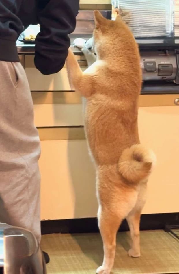 食欲旺盛！？（＠shiba_tukuneさんの投稿より）
