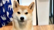なんだその立ち姿　あまりにも〝強そう〟な柴犬に1.3万人興奮「おひけぇなすって！」「義理堅い」