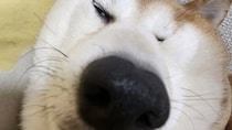 あまりにもクセの強い寝顔の柴犬さん、激写される　「時々食パンがこんな感じになってる」「パンチ喰らった瞬間かと思った」