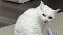 あまりにも〝悪い顔〟をした猫に6.5万人ゾクリ　なに企んでる？顛末を聞く